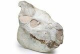 Oreodont (Eporeodon) Skull - South Dakota #217183-1